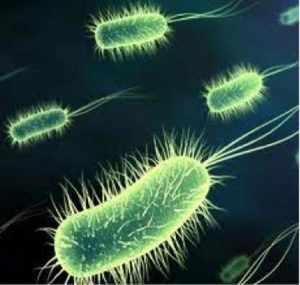Vi khuẩn Helicobacter pylori (Hp) trong dạ dày là gì?